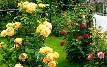 Другие садовые цветы и кустарники: Корни роз элитные сорта гарантия 100 % кустовые бардюрные спрей мини — 5