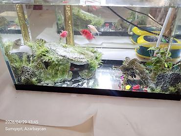 akvarium balıqları: Ternesiya balığı, Sülhsevər, Pulsuz çatdırılma — 4