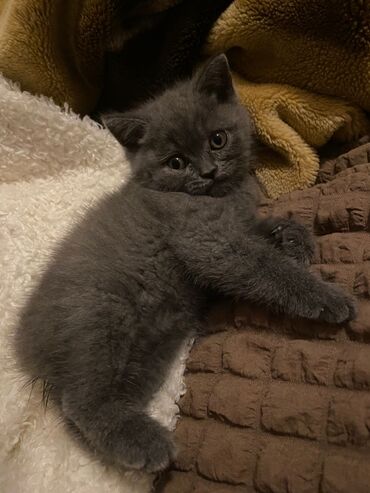 Pişiklər: Dişi, Ödənişli çatdırılma — 10