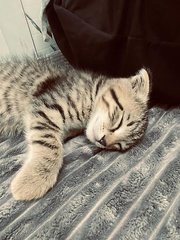 шотландские котики: Котёнок с вислоухими ушками, тигровый табби окраса. Компактный, с — 3