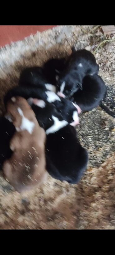 İtlər: Xaski, 1 ay, Erkek — 3