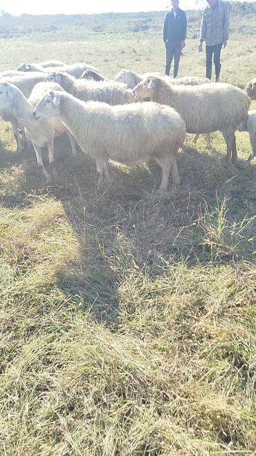 bmw 3 серия 324td at: Dişi, il: 1, 50 kq, Damazlıq, Ünvandan götürmə