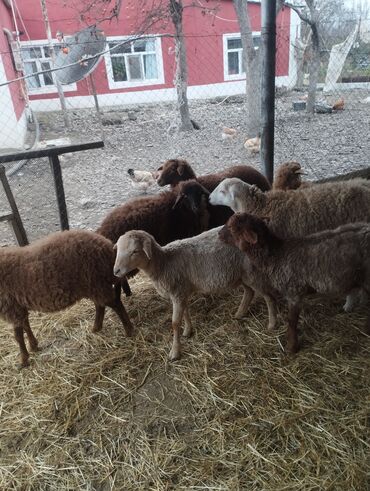 Qoyunlar, qoçlar: Salam ümlikdə 6 ədədir tək tək 245 dən hamin alan olsa 1450 dən son -da lalafo.az — 2 Qoyunlar, qoçlar: Salam ümlikdə 6 ədədir tək tək 245 dən hamin alan olsa 1450 dən son — 2