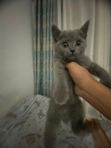 дом для котов: Британ кыска жүндүү, 2 айлык, Эркек, Боз, Эмделген