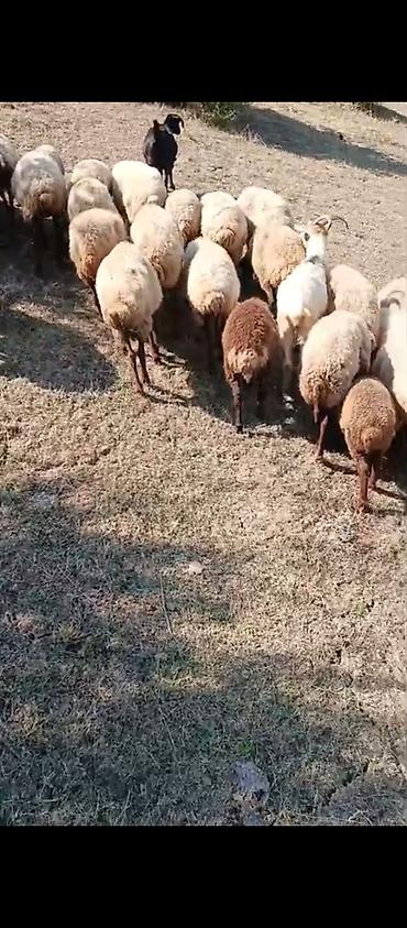 Qoyun sürüsü satılır. 10minesatlır - Tərkib: əsasən axtalı yerli