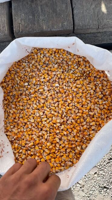 животные в добрые руки: Продаю кукурузу рушеную 30тон
