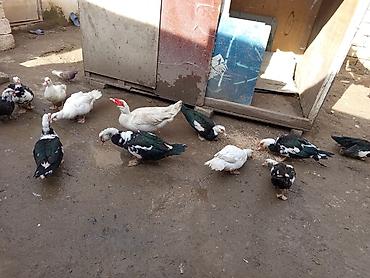 Ördəklər: Kom şeklinde SATLİR Erkey 2 denedi 10 dişi di tecılı satlir erkeyler — 13