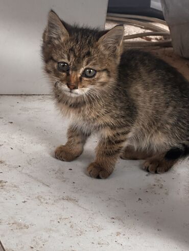 купить собаку охотничью: Отдам котёнка (девочку) в хорошие руки. Мать превосходный охотник на