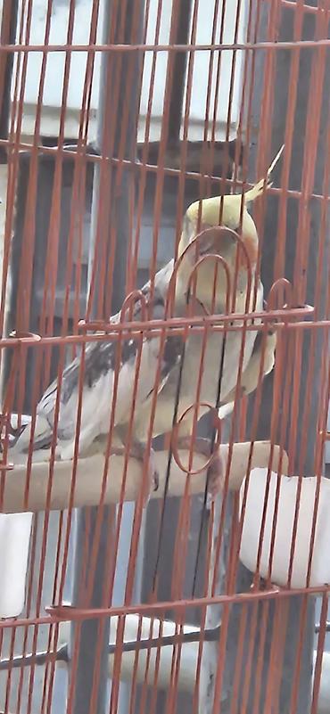korella tutuquşu: Nymph papuqay (cockatiel) – boz-ağ bədən, krem-sarı baş və xasiyyətvi — 4