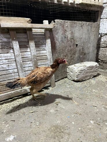 Toyuqlar: Toyuq, Damazlıq, Ünvandan götürmə -da lalafo.az — 6 Toyuqlar: Toyuq, Damazlıq, Ünvandan götürmə — 6