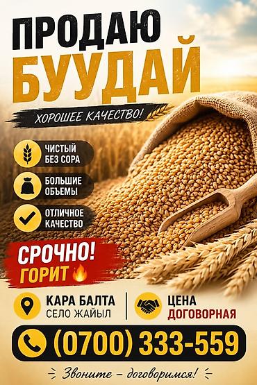 мясо быков: Пшеница (буудaй), хорошее качество. Характеристики: - Чистая, без — 1