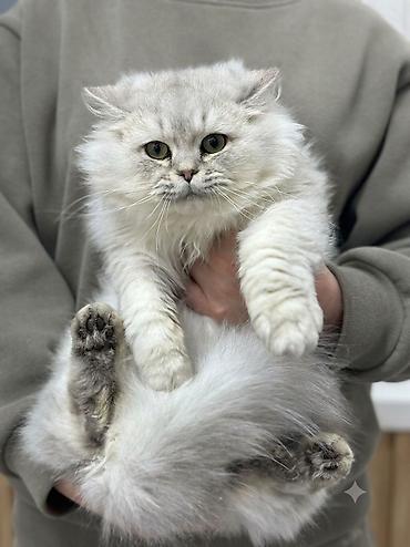 белый кошка: Вязка: Скотиш Страйт (Шотландская прямоухая), Мальчик, 2 года, С документами, Серебристая шиншилла — 3