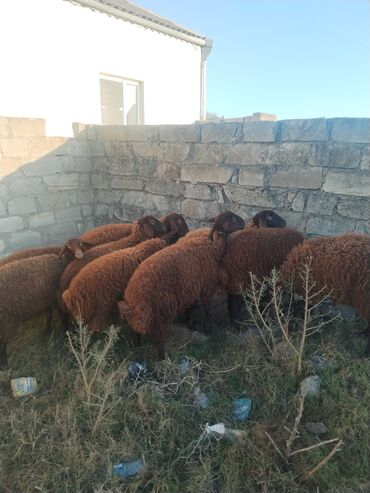 Qoyunlar, qoçlar: 9 baş qala cinsi quzular 3- ü erkək 6 sı Dişidir.öz Həyətimin — 9