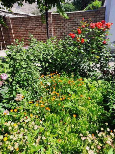 Продажа домов: Дом, 73 м², 5 комнат, Собственник, Косметический ремонт at lalafo.kg — 6 Продажа домов: Дом, 73 м², 5 комнат, Собственник, Косметический ремонт — 6