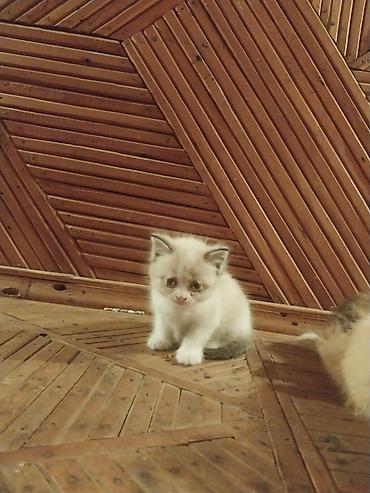 кошка регдолл: Отдам красивых котят в хорошие руки — 5