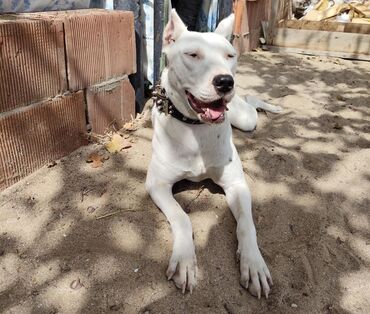 setteri it cinsi: Pitbul, 9 ay