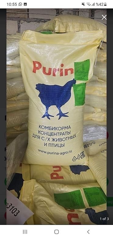 cins buzovların satışı: Toyuq, Broyler, Ətlik, Pulsuz çatdırılma — 4
