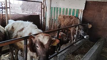 Коровы, быки: Продаю | Бык (самец) | На откорм | Привязанные — 9