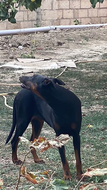 qurdbasar it: Doberman, 11 ay, Dişi, Ünvandan götürmə — 3