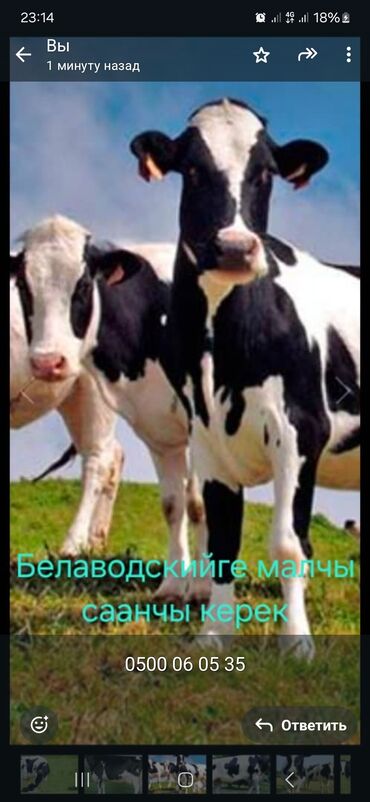 ищу работу афициант: Талап кылынат Малчы, Төлөм Ай сайын