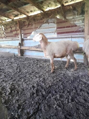 стрижки овец: Сатам | Кочкор (эркек) | Арашан | Союуга, Көбөйтүү үчүн | Жасалма жол менен боозутуу