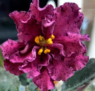 Фиалки и глоксинии: 🌱🌺🌱 Продаю сортовые ДЕТКИ стандартных фиалок🌱🌺🌱. Цены от 80-150 сом — 25