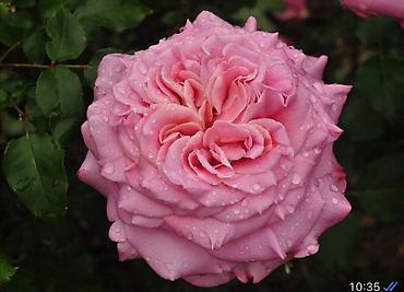 Роза: Чайно- гибридные розы для сада! 
Гарантия сорта!!!
 ул. Ташкентская, 9 — 12