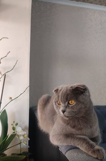 продажа породистых кошек: Продаю кошечку, порода Британская короткошерстая, вислоухая,похожа на