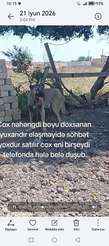 ana bala inək: Kaqal satılır boy 95 — 1