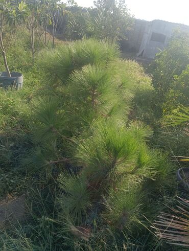 Landşaft işləri: Dekarativ agaclarin satişi çatrlme ekme odenişludir qazon torf — 7