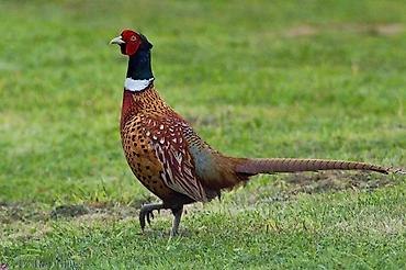 талас ат: 🐦 ПРОДАЁТСЯ ФАЗАН! 🐓 🔥 Красивый фазан по хорошей цене! ✅ Красивая и — 2