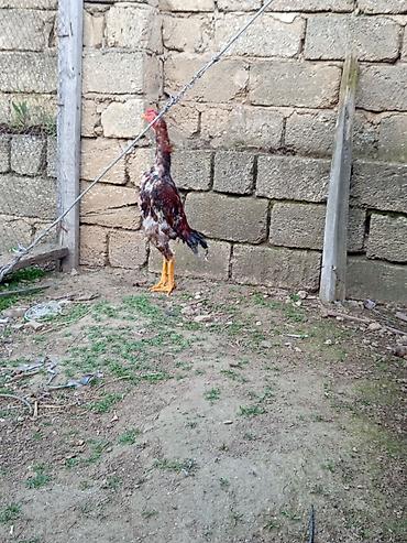 balaca it cinsi: Heyrati temiz samo cinsi 7 ayliqdi rengi qirmizi kuldu — 3
