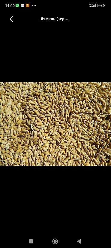 Ячмень (зерно) - Кормовое и зерновое назначение: подходит для скота и