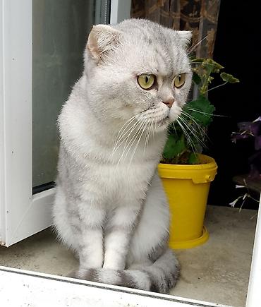 ingilis setteri it cinsinin digər adı: Scottish Fold pişiyi. Gümüşü-ağ rəng çalarlarında, qısa və sıx tüklü — 2