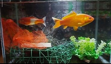 Akvariumlar: Dördbucaq akvarium, Balıqlarla birlikdə, 30 l, Pulsuz çatdırılma — 1