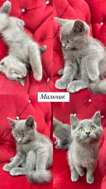 машинка для стрижки собак: Отдаём котят,пол указан на фотографиях,котята здоровые,приучены к