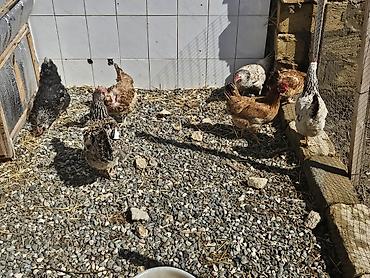 Toyuqlar: Toyuq, Yumurtalıq — 4