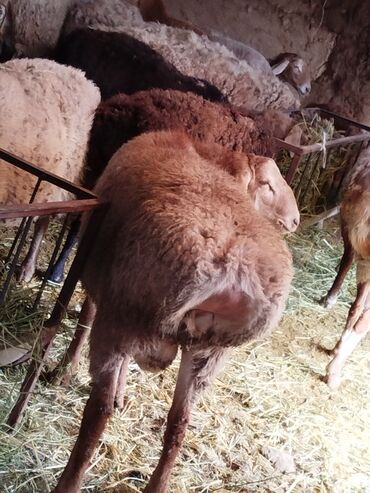 Бараны, овцы: Продаю | Овца (самка) | Для разведения | Матка — 10
