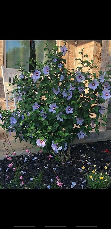 Сирень: Саженцы сирени белые и синие 150-250 сом также есть Сирийские розы — 9