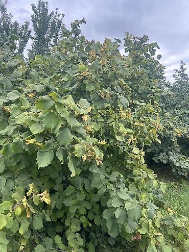 Həyət evləri və villaların satışı: 3 otaqlı, 100 kv. m, Yeni təmirli — 41