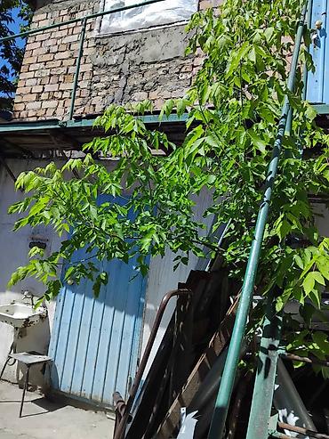 Продажа коттеджей и домов: Газ центральный 3 х фазное электричество Погреб Летняя кухня, санузел at lalafo.kg — 10 Продажа коттеджей и домов: Газ центральный 3 х фазное электричество Погреб Летняя кухня, санузел — 10