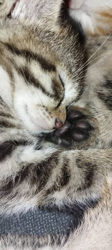 корма для крс: Кошка даром: Беспородная, 2 месяца, Девочка, Приучена к лотку, Проглистована