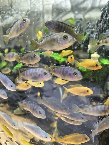 Аквариумы: Мы находимся а Беловодске! Аквариумные рыбки! черепахи тритоны !!!! — 16