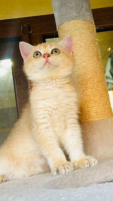 Pişiklər: Şotland — 12