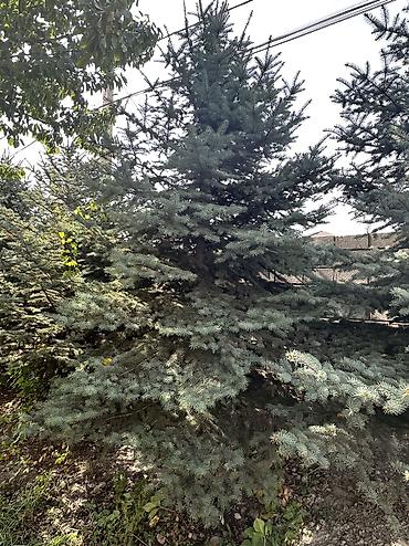 растительный грунт купить: Ель голубая (Picea pungens), декоративные уличные деревья Высота 5 — 3