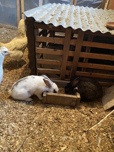 qurban qiymetleri: Dovşan.qara erkəkdi ağ dişi.son qiymət 7manat.xaiş edirəm qiymətə görə