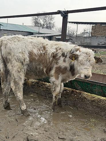 Коровы, быки: Продаю | Бык (самец) at lalafo.kg — 5 Коровы, быки: Продаю | Бык (самец) — 5