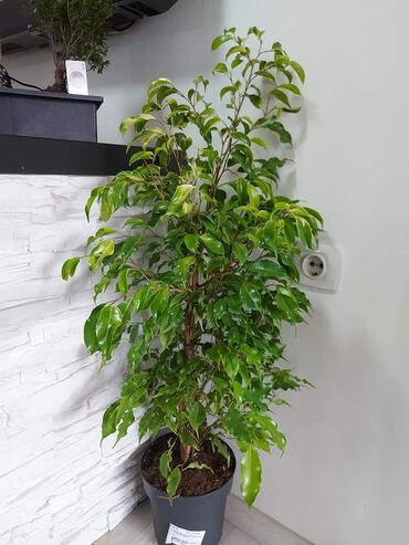 Fikus: BENDZAMIN 115 CM