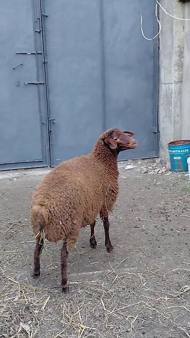 qoyun satış: Quzu satılır ekrək — 4