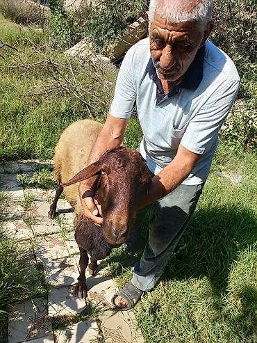 Qoyunlar, qoçlar: Qoyun – qala cinsi - Cins: Qoç - Boy-buxun: Uzunbədənli, möhkəmli - — 4